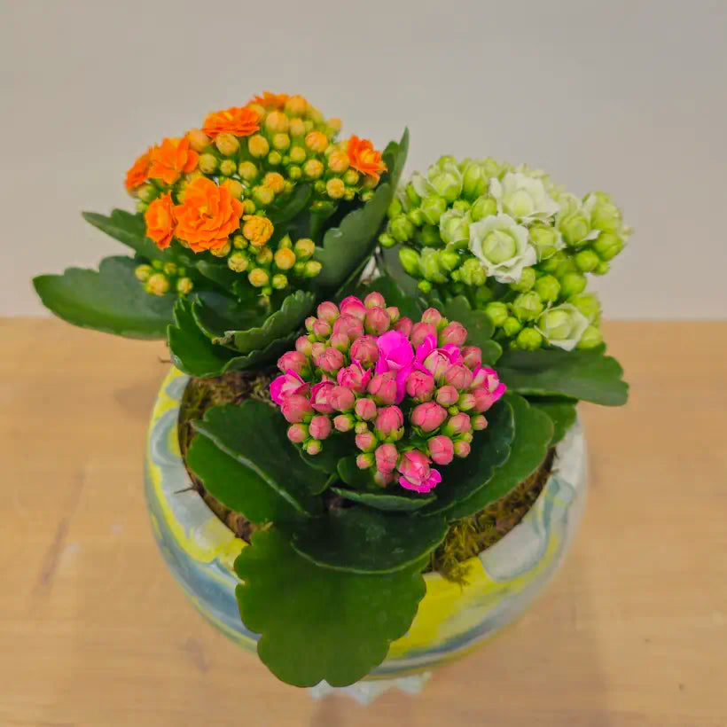 Mermer Desenli Ayaklı Saksıda Renkli Kalanşo (Kalanchoe) Aranjmanı