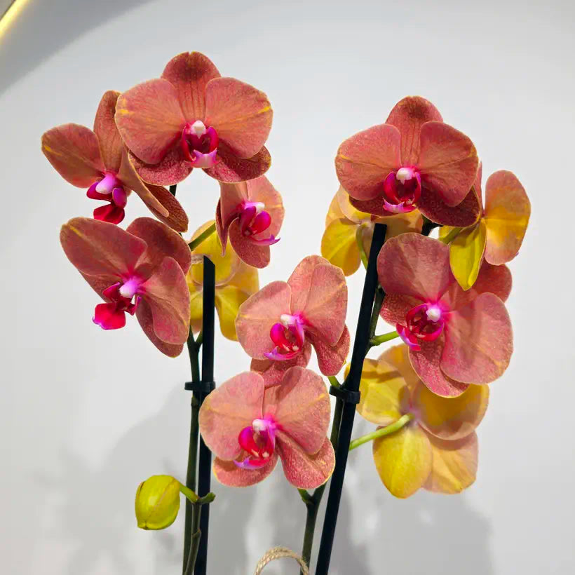 Pembe Seramik Saksıda Çift Dal Ateş Kırmızı Orkide (Phalaenopsis)