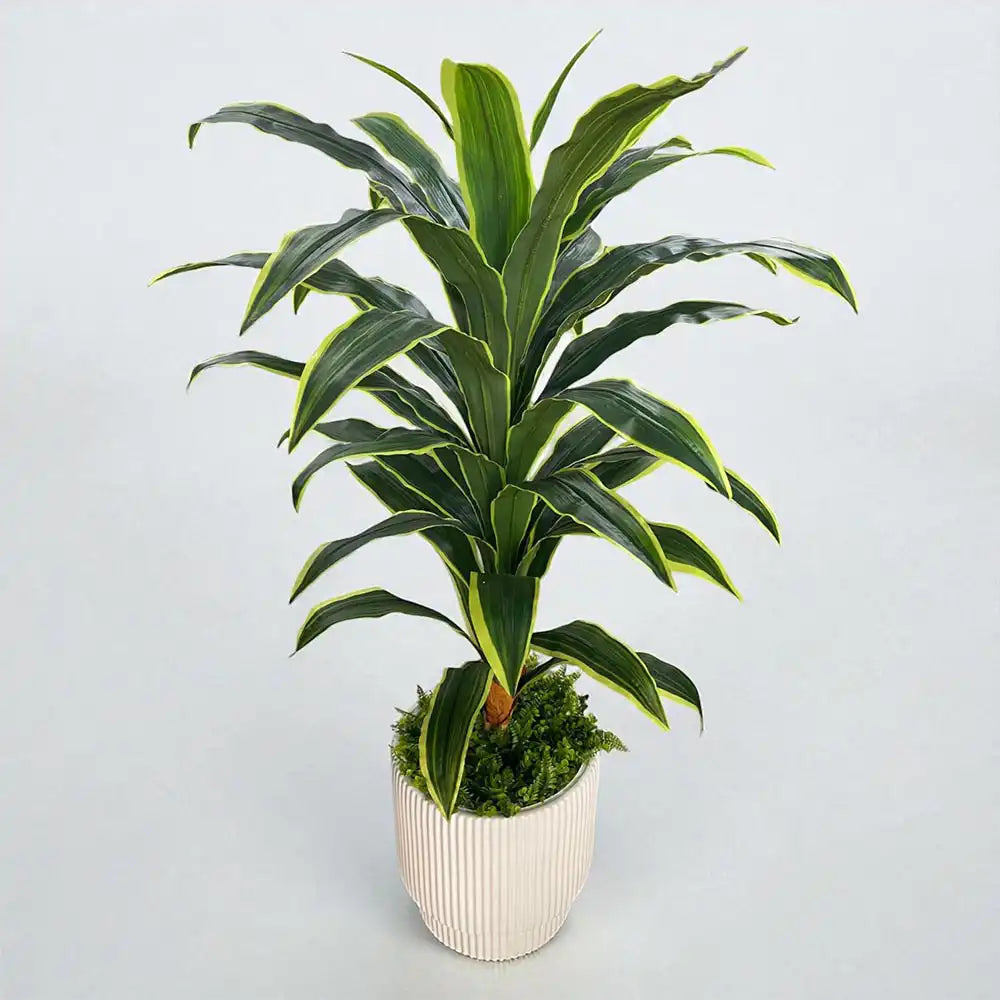 Dracaena Yapay Ağaç Beyaz Lüks Saksıda