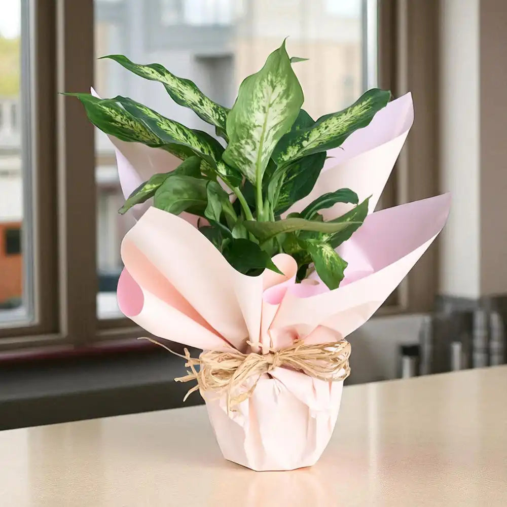 Saksıda Dieffenbachia Çiçeği