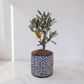 Geometrik Desenli Saksıda Bonsai Zeytin Ağacı