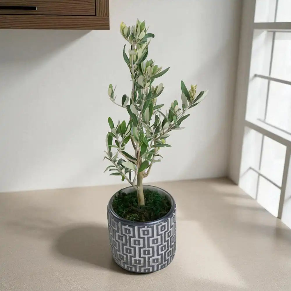 Kare Desenli Gri Beton Saksıda Zeytin Ağacı Bonsai