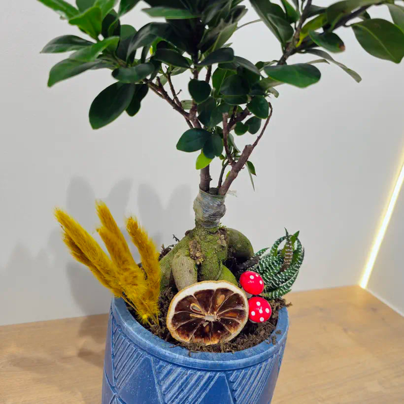 Mavi Geometrik Saksıda Dekoratif Ficus Bonsai Aranjmanı