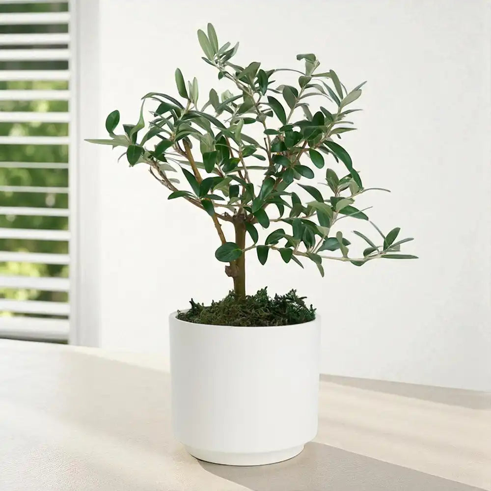Beyaz Beton Saksıda Zeytin Ağacı