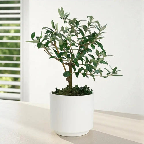 Beyaz Beton Saksıda Zeytin Ağacı