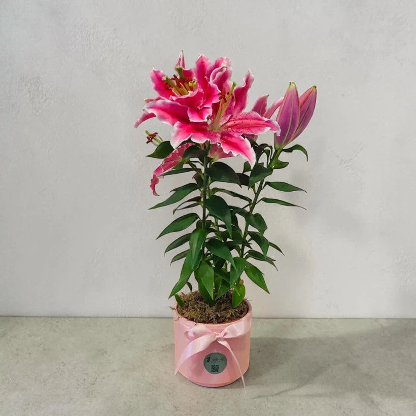 Pembe Özel Saksıda Canlı Pembe Lilyum