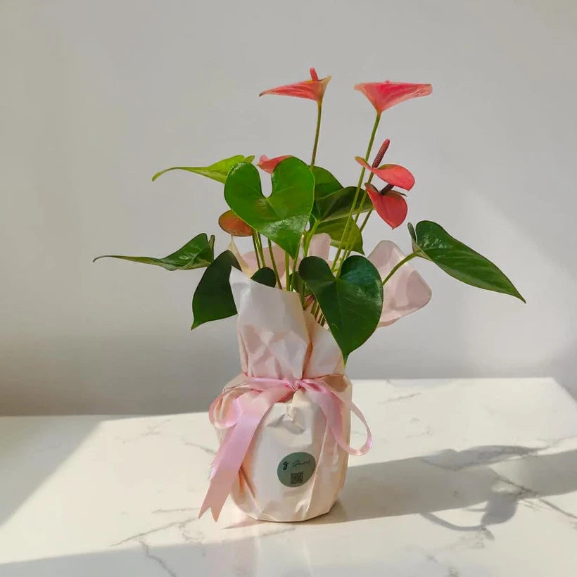 Özel Paketlemede Canlı Pembe Antoryum (Anthurium)