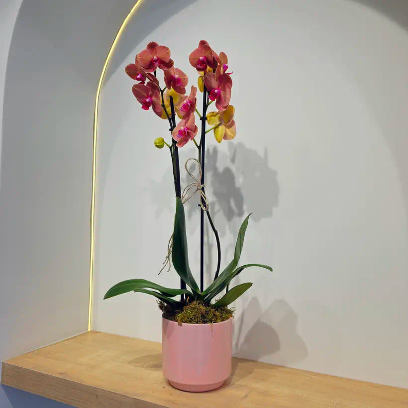 Pembe Seramik Saksıda Çift Dal Ateş Kırmızı Orkide (Phalaenopsis)
