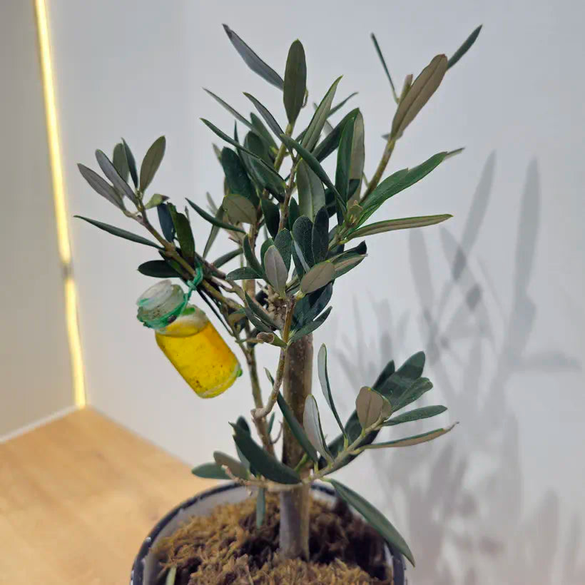 Geometrik Desenli Saksıda Bonsai Zeytin Ağacı