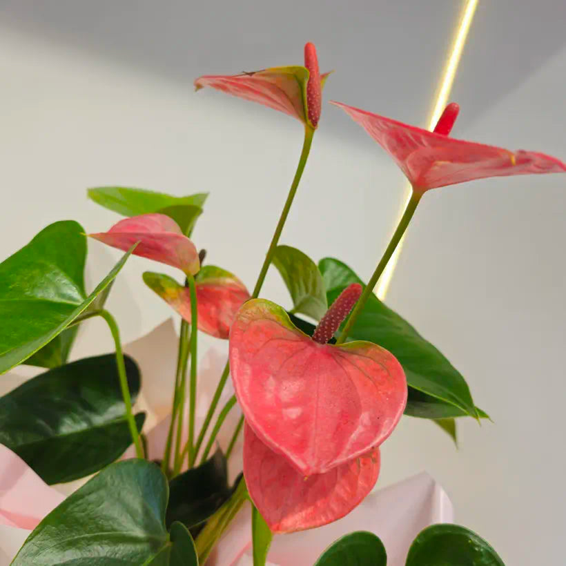 Özel Paketlemede Canlı Pembe Antoryum (Anthurium)