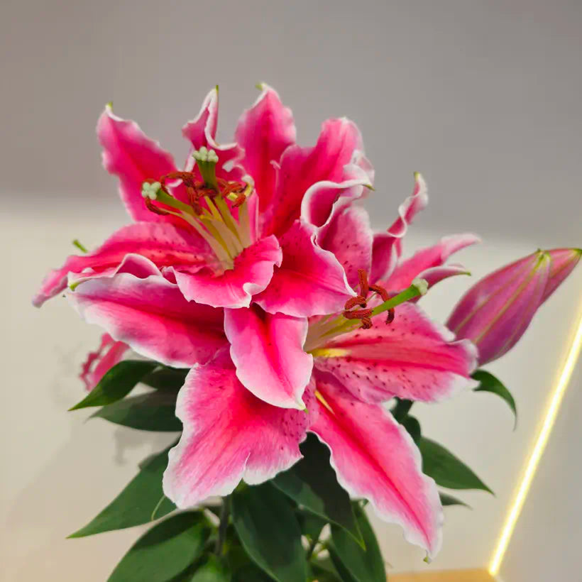 Pembe Özel Saksıda Canlı Pembe Lilyum