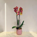 Pembe Seramik Saksıda Çift Dal Ateş Kırmızı Orkide (Phalaenopsis)