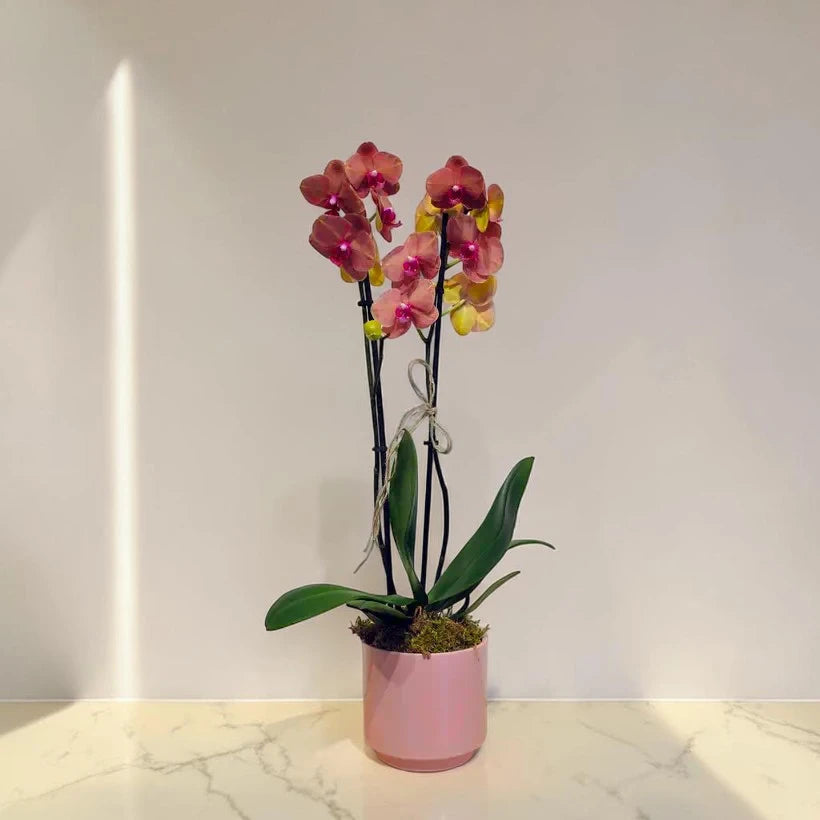 Pembe Seramik Saksıda Çift Dal Ateş Kırmızı Orkide (Phalaenopsis)