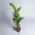 Zamia Çiçeği