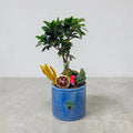 Mavi Geometrik Saksıda Dekoratif Ficus Bonsai Aranjmanı