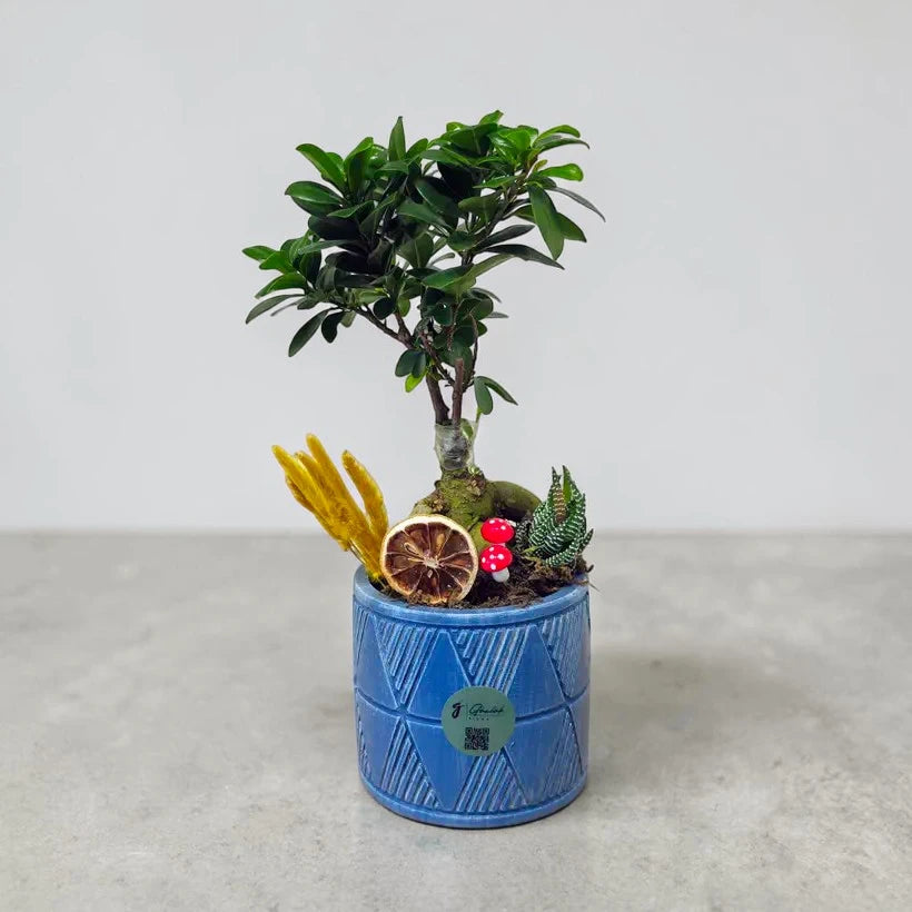 Mavi Geometrik Saksıda Dekoratif Ficus Bonsai Aranjmanı