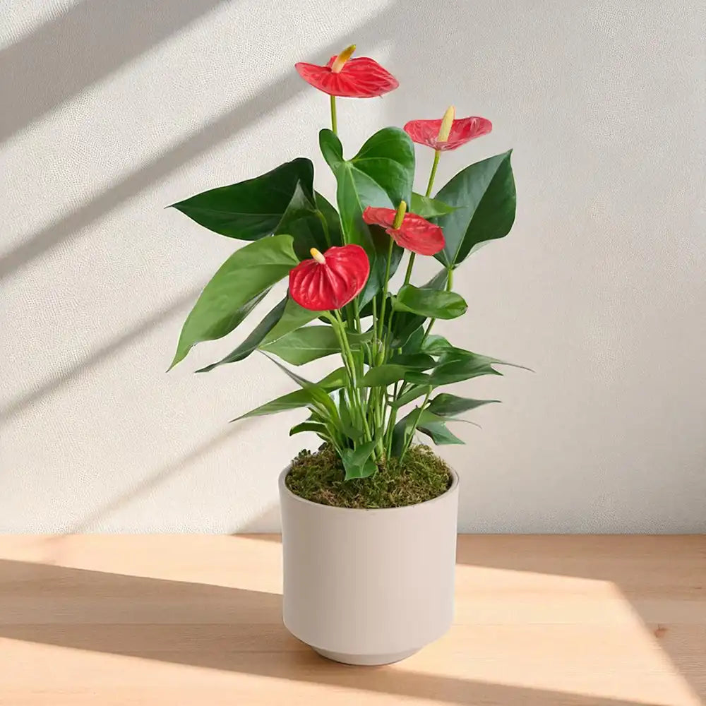 Gri Beton Saksıda Antoryum - Flamingo Çiçeği