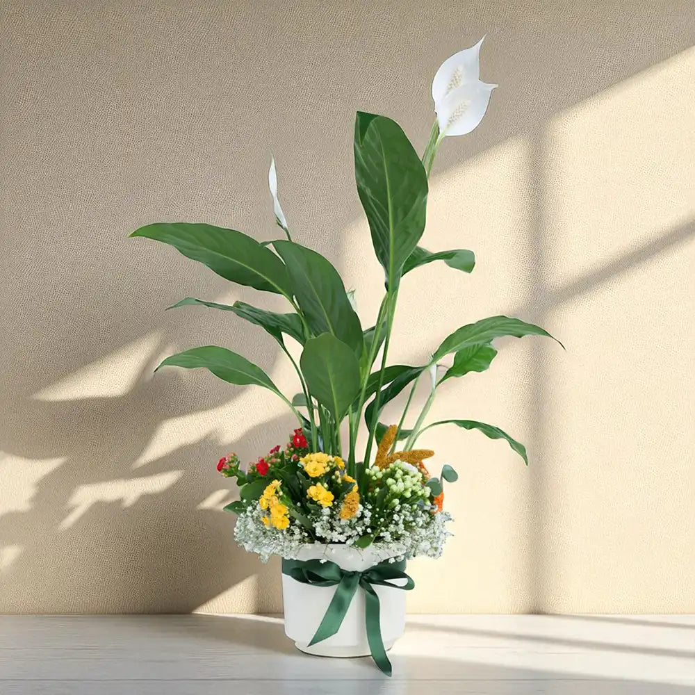 Beyaz Saksıda Barış Çiçeği ve Kalanchoe Çiçekleri