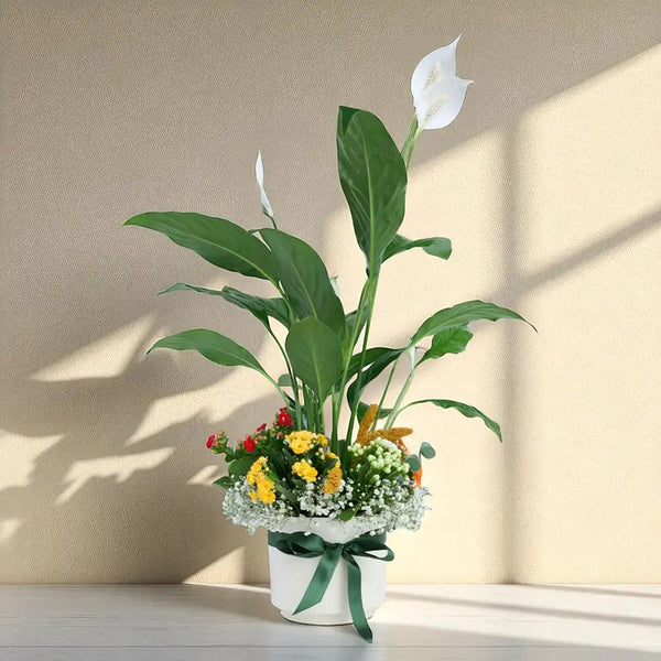 Beyaz Saksıda Barış Çiçeği ve Kalanchoe Çiçekleri