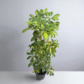 Schefflera Bitkisi