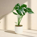 Monstera