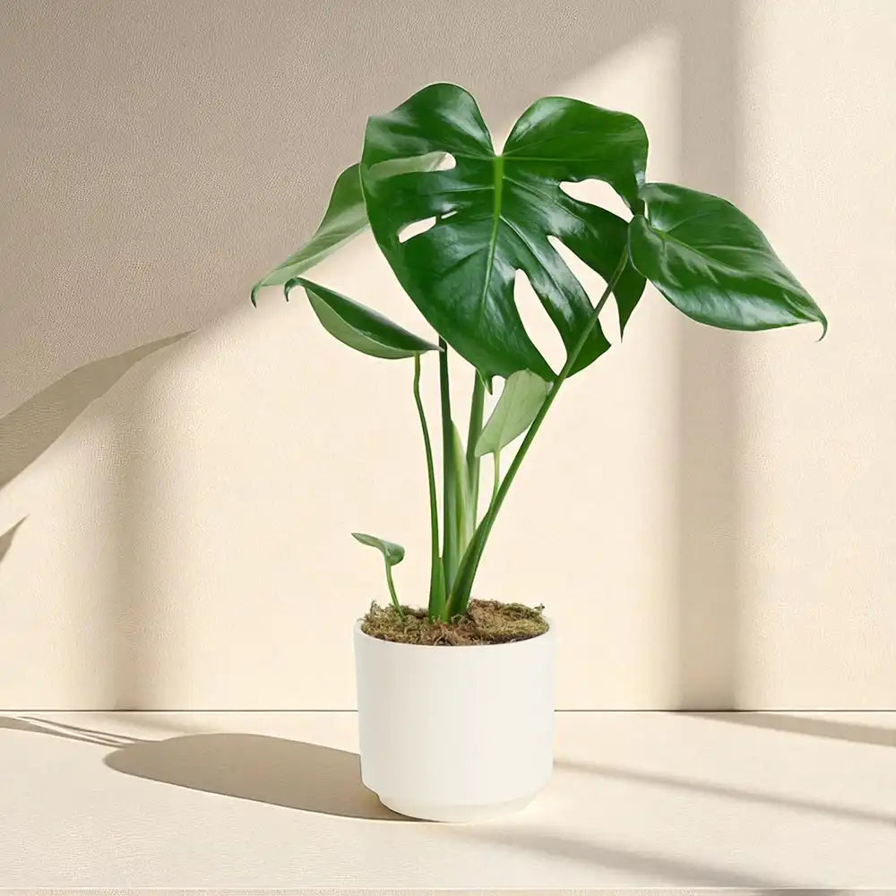 Monstera