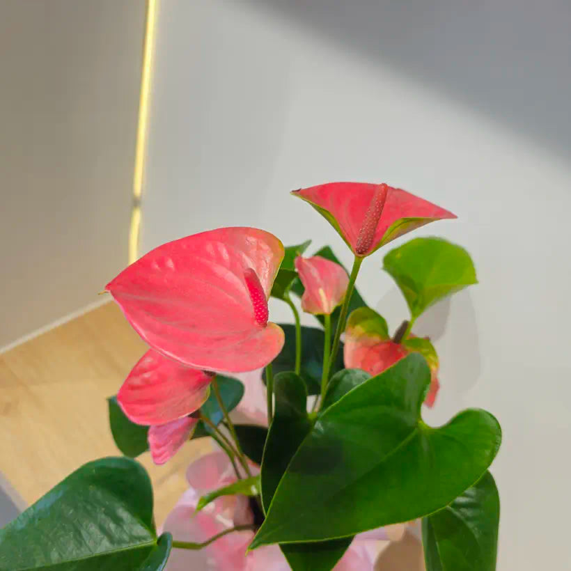 Özel Paketlemede Canlı Pembe Antoryum (Anthurium)