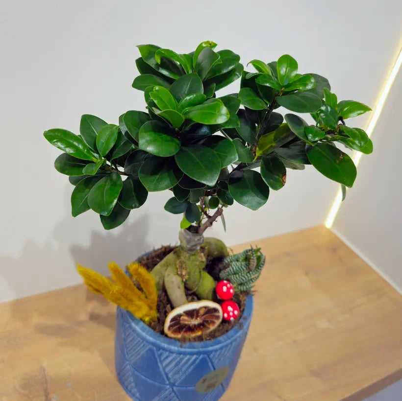 Mavi Geometrik Saksıda Dekoratif Ficus Bonsai Aranjmanı