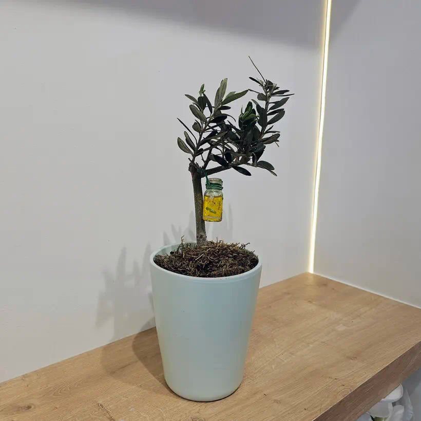 Açık Mavi Seramik Saksıda Bonsai Zeytin Ağacı