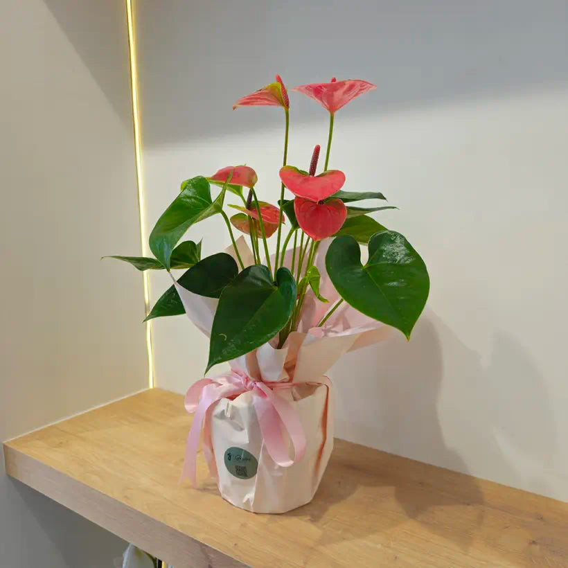 Özel Paketlemede Canlı Pembe Antoryum (Anthurium)