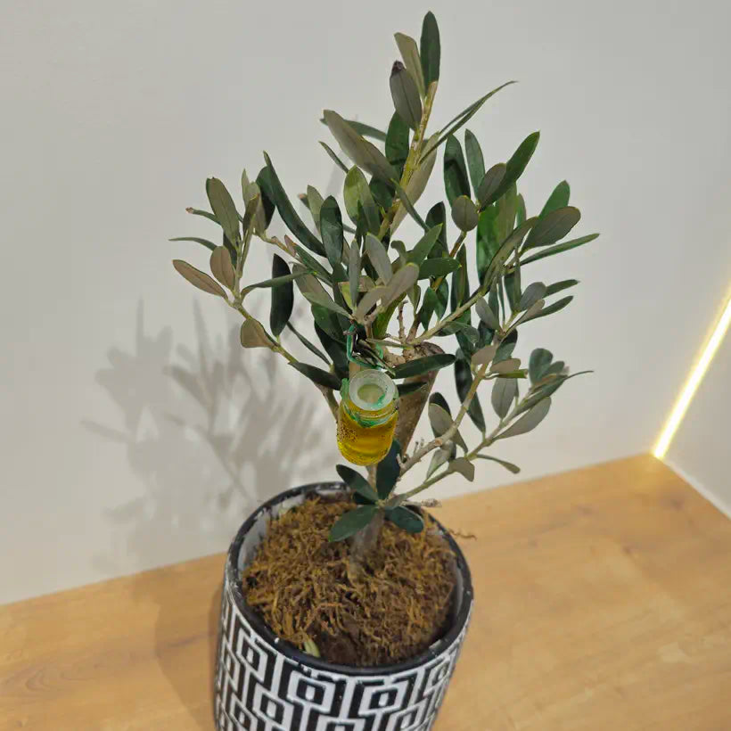 Geometrik Desenli Saksıda Bonsai Zeytin Ağacı