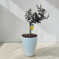 Açık Mavi Seramik Saksıda Bonsai Zeytin Ağacı