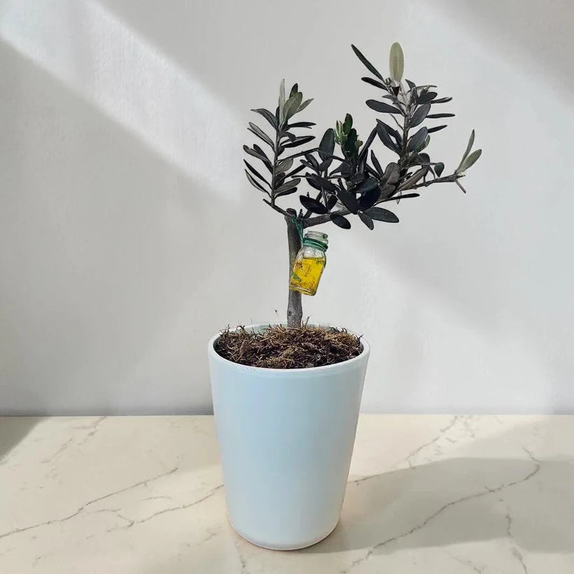 Açık Mavi Seramik Saksıda Bonsai Zeytin Ağacı