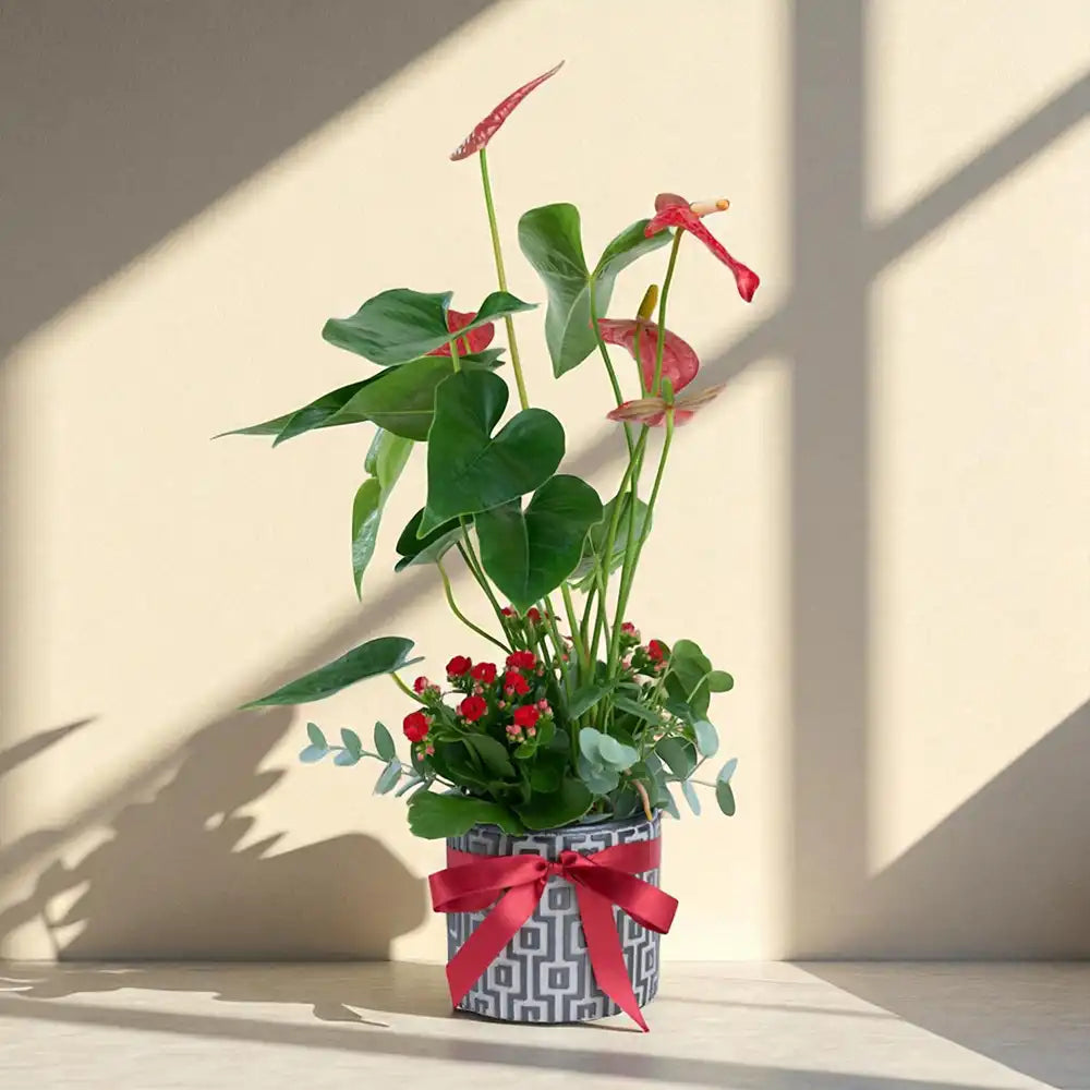 Kare Desenli Saksıda Antoryum ve Kırmızı Kalanchoe