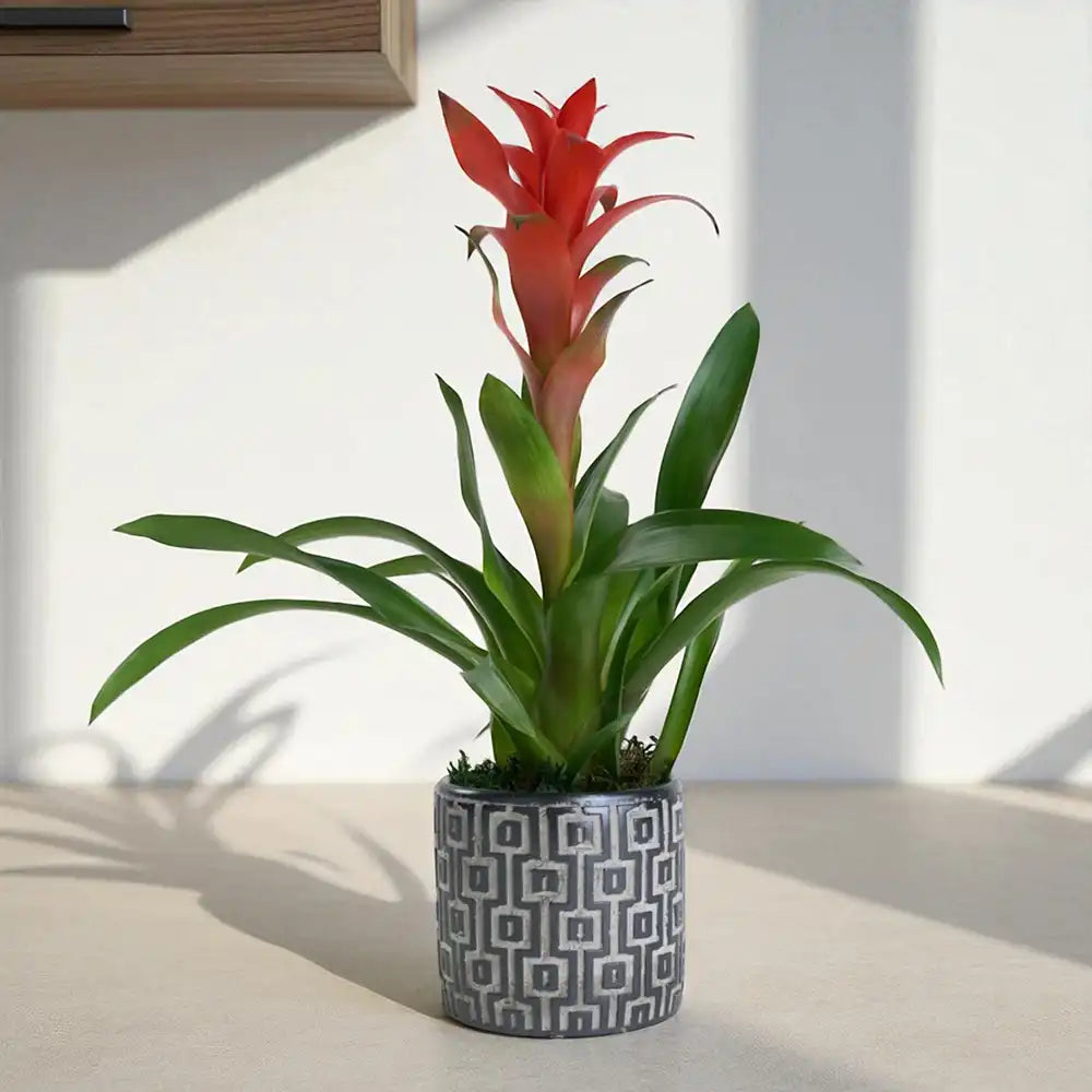 Kare Desenli Gri Beton Saksıda Guzmania Bitkisi