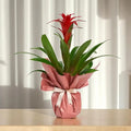 Buketli Beton Saksıda Guzmania