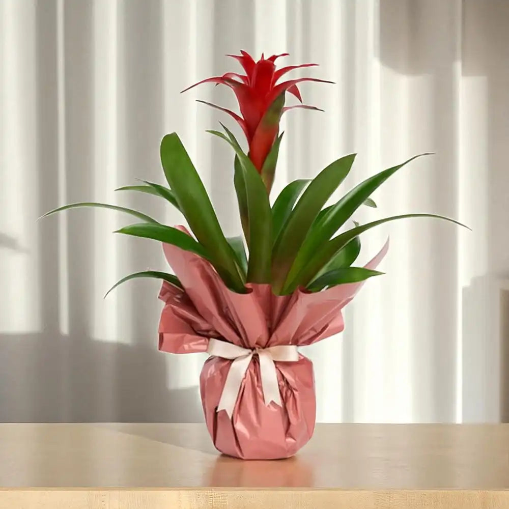 Buketli Beton Saksıda Guzmania