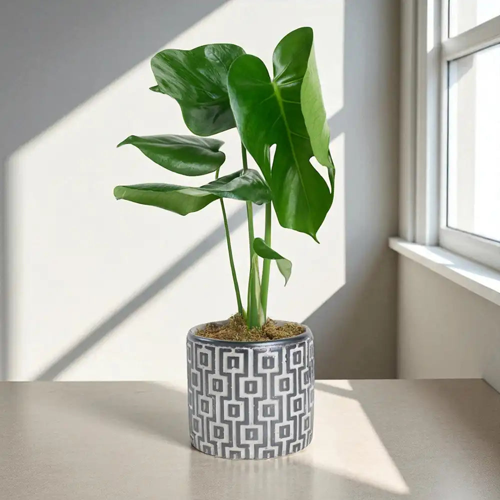 Kare Desenli Gri Beton Saksıda Monstera