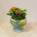 Mermer Desenli Ayaklı Saksıda Renkli Kalanşo (Kalanchoe) Aranjmanı