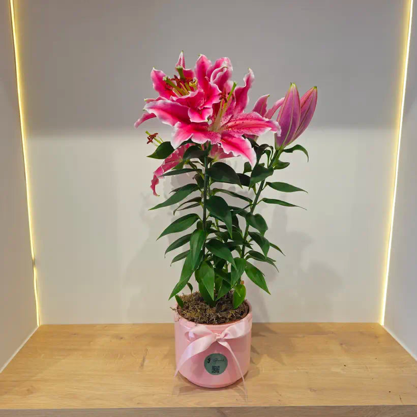 Pembe Özel Saksıda Canlı Pembe Lilyum
