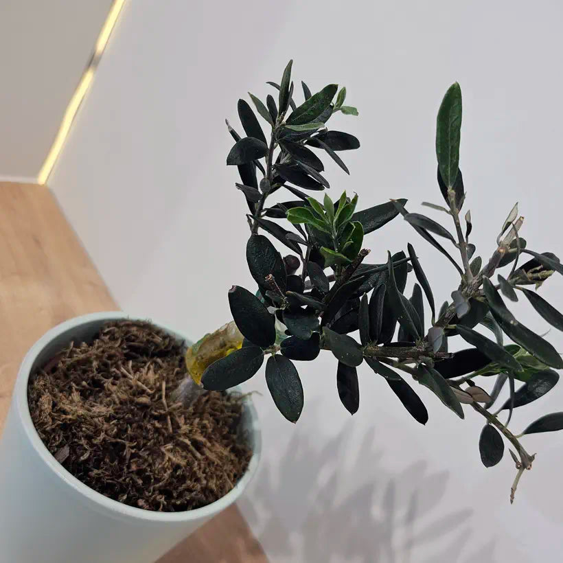 Açık Mavi Seramik Saksıda Bonsai Zeytin Ağacı