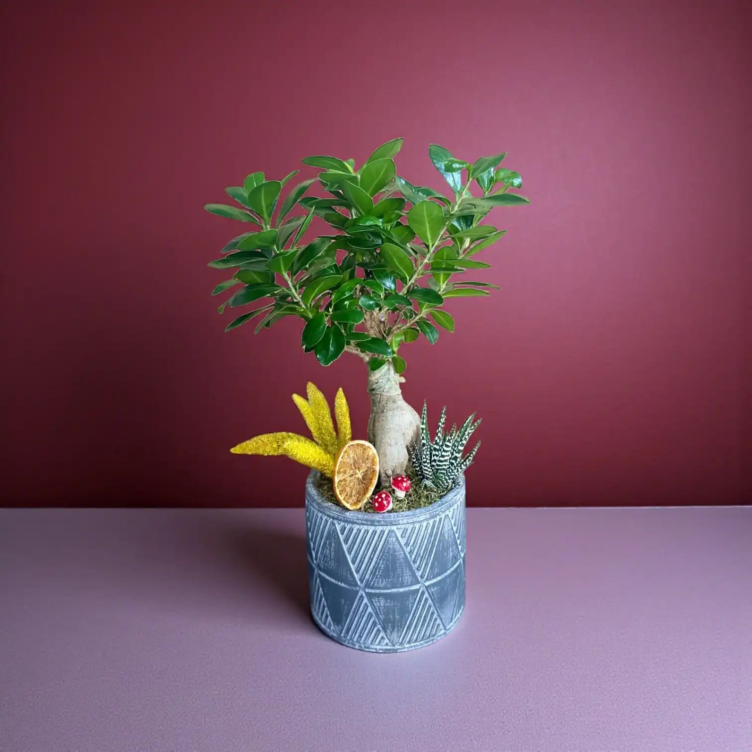 Beton Saksıda Bonsai ve Howartia Aranjmanı