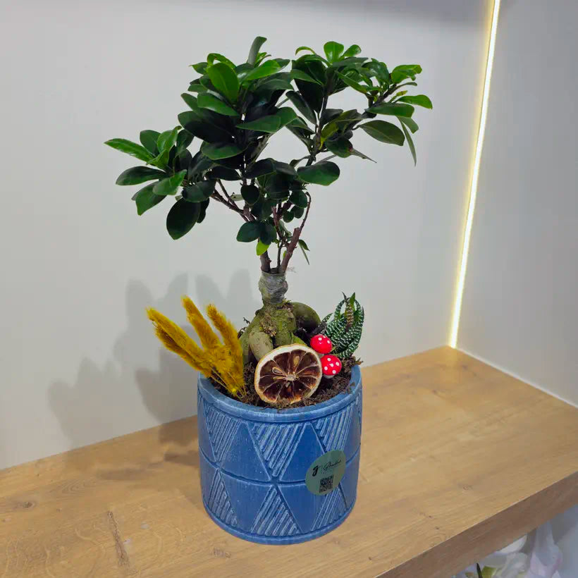 Mavi Geometrik Saksıda Dekoratif Ficus Bonsai Aranjmanı