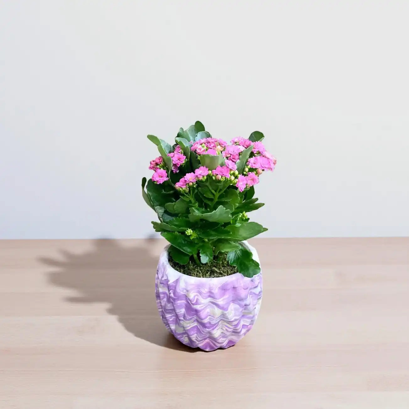 Renkli Beton Saksıda Pembe Kalanşo